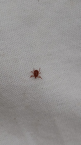Amblyomma parvum
