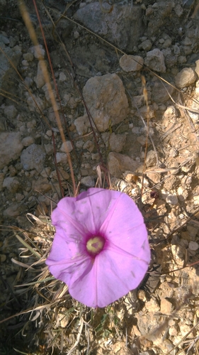 tripleleaf morning-glory