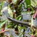 Six-lined Water Snake - Photo (c) leonardbolte, all rights reserved, uploaded by leonardbolte