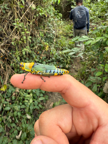 Variegated grasshopper