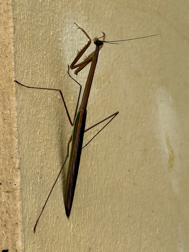 Stick Mantis