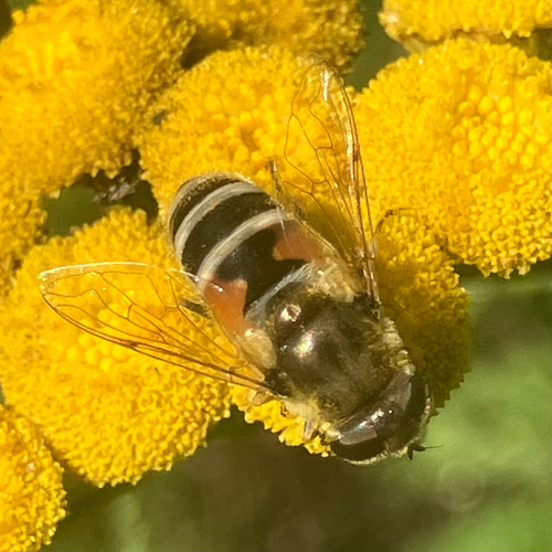 Unknown species found near Moyie Springs, ID, US