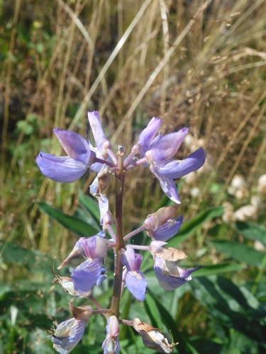 Large-leaved lupine