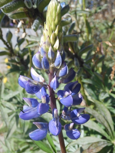 Russell Lupine