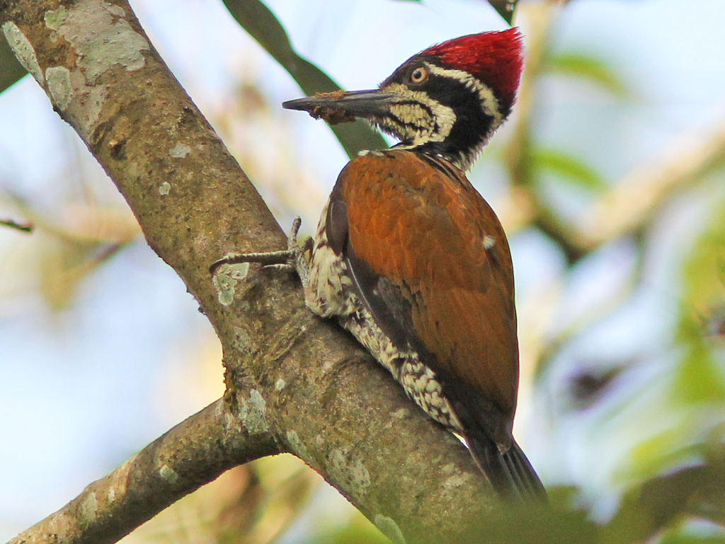 Malabar Flameback (Chrysocolaptes socialis) photo