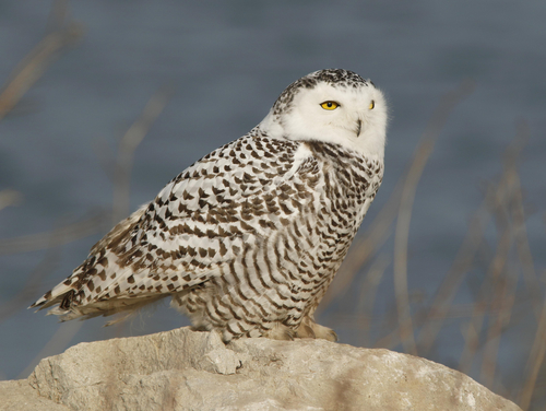 Snowy Owl