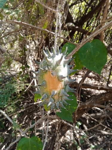 Horned Melon
