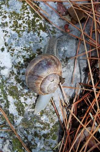 Helix cincta