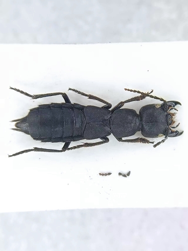 Ocypus coreanus