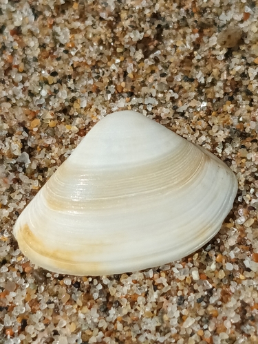 Cut Trough Shell