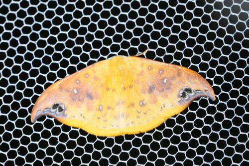 Tridrepana unispina