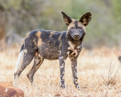 African Wild Dog (Lycaon pictus) · iNaturalist