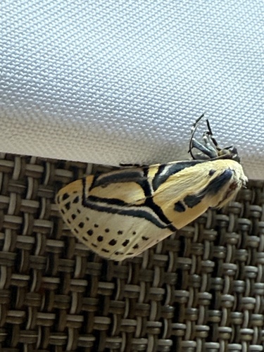 Hieroglyphic Moth (Diphthera festiva)