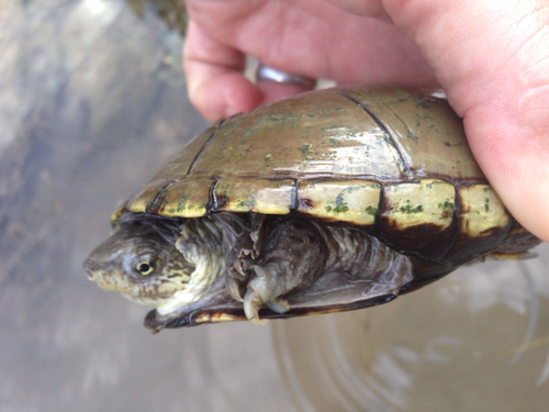 Yellow Mud Turtle