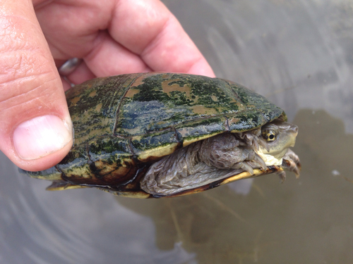 Yellow Mud Turtle