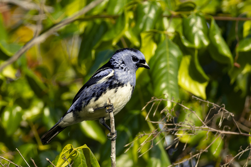 White-bellied Tanager