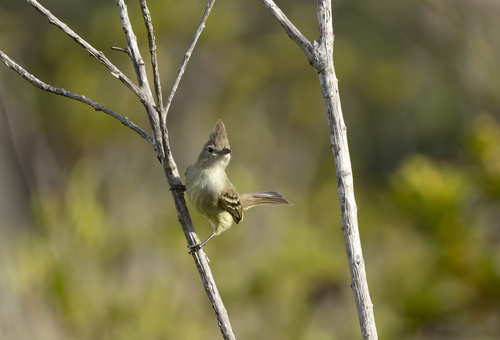Plain-crested Elaenia