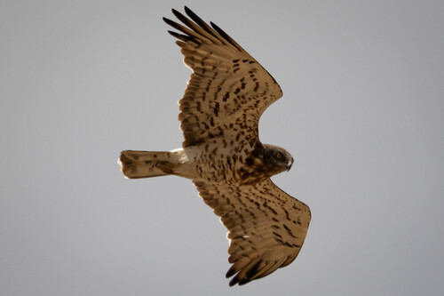 Short-toed Snake-Eagle