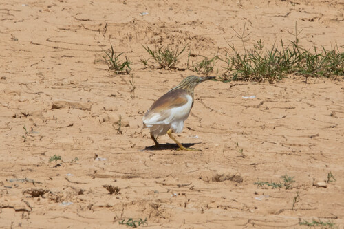 Squacco Heron