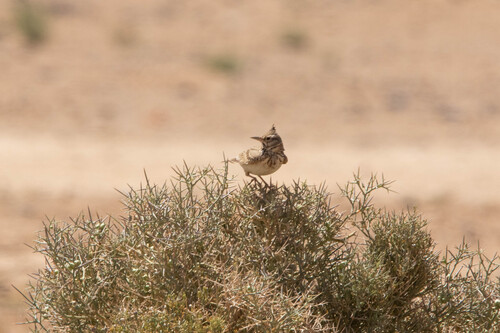 Crested Lark