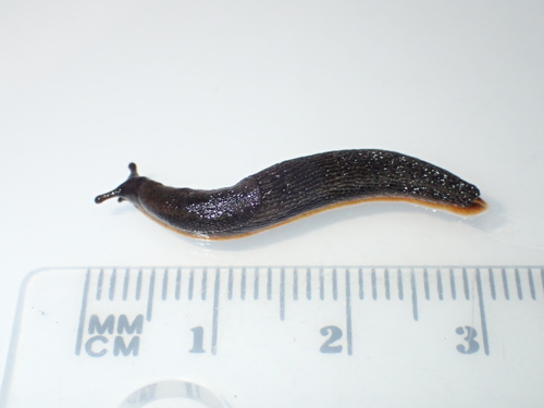 hortensis-group Arion Slugs