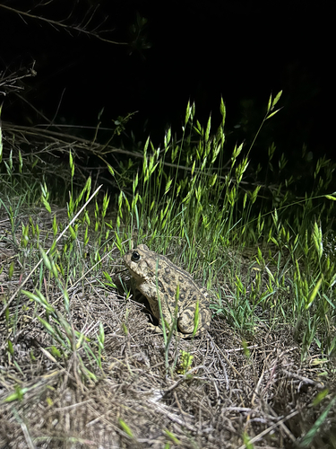 iNaturalist observation photo of Western Toad