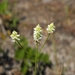 Coastal Plain Milkwort - Photo (c) Jason Sharp, all rights reserved, uploaded by Jason Sharp