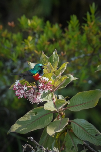 Northern Double-collared Sunbird