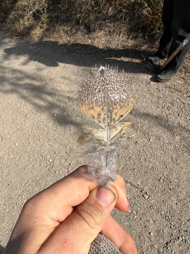 View observation of {o.common_name} on iNaturalist