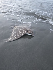 Spotted eagle ray