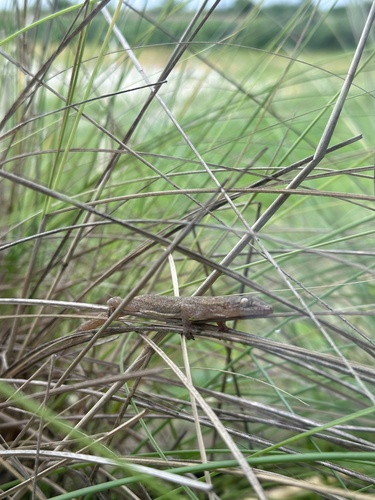 Asian House Gecko