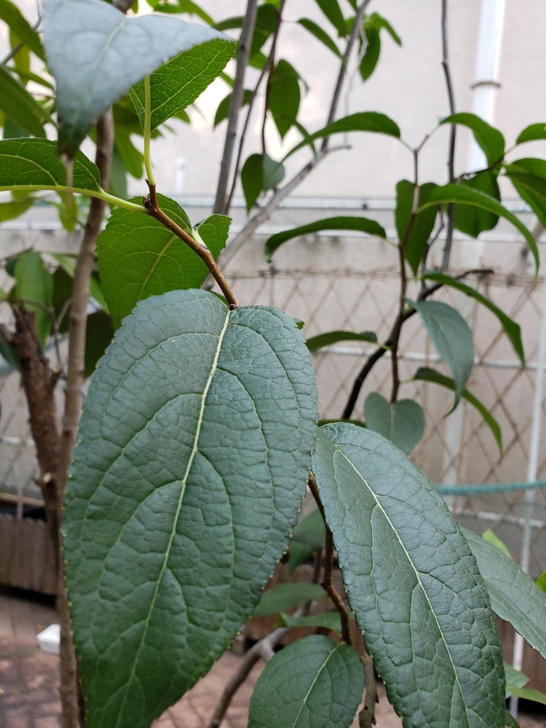 Gutta-percha Tree in November 2019 by Dickson Ho · iNaturalist