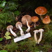 Cortinarius causticus - Photo (c) Shannon Adams, all rights reserved, uploaded by Shannon Adams