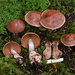 Cortinarius distortus - Photo (c) Shannon Adams, all rights reserved, uploaded by Shannon Adams