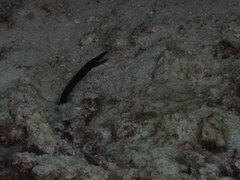 Yellow ribbon eel