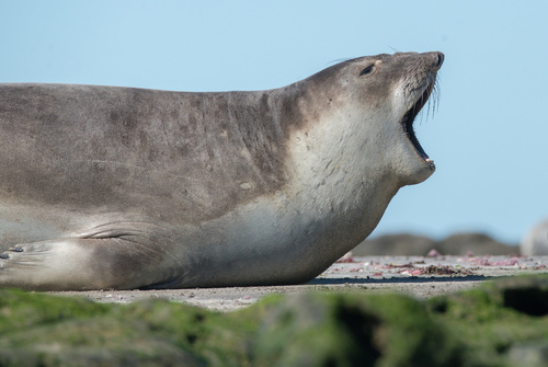 Southern Elephant Seal