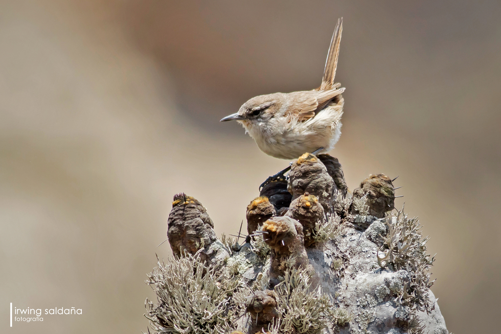 Cactus Canastero photo