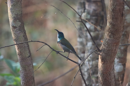 Green-headed Sunbird
