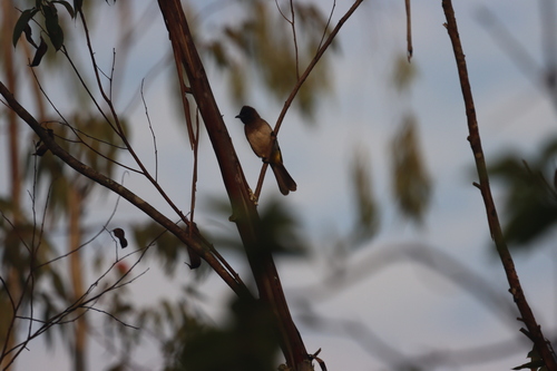 Common Bulbul
