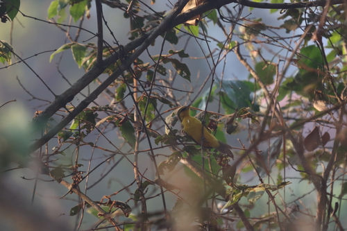 Black-necked Weaver