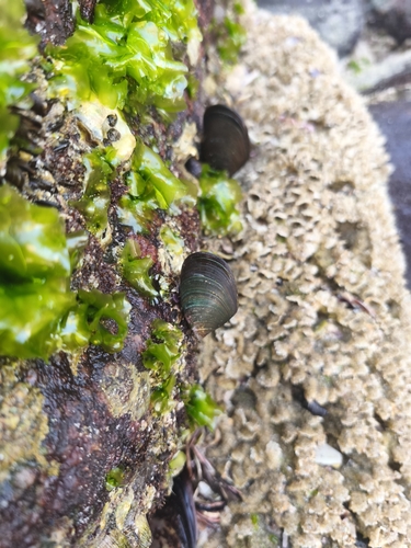 Perna viridis