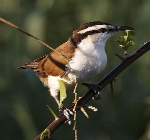 Bicolored Wren
