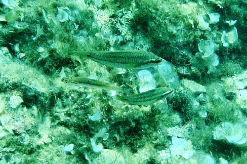 Symphodus tinca