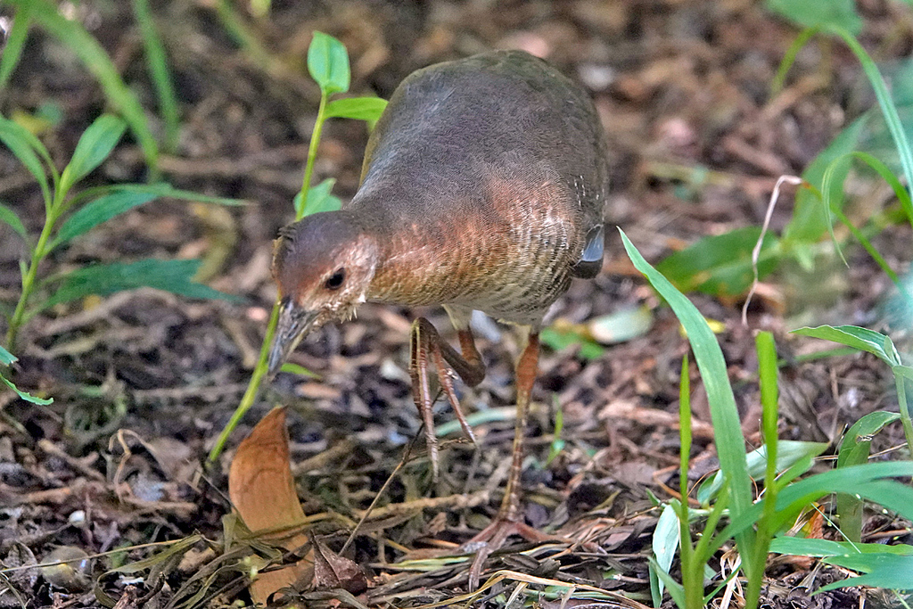 Band-bellied Crake in October 2024 by Carol Kwok · iNaturalist