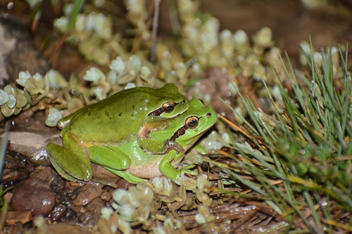 Avistamiento Ranita meridional