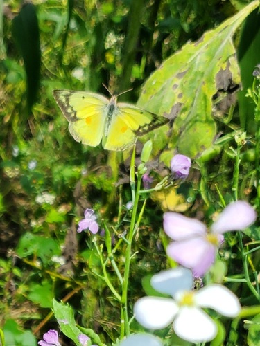 Orange Sulphur