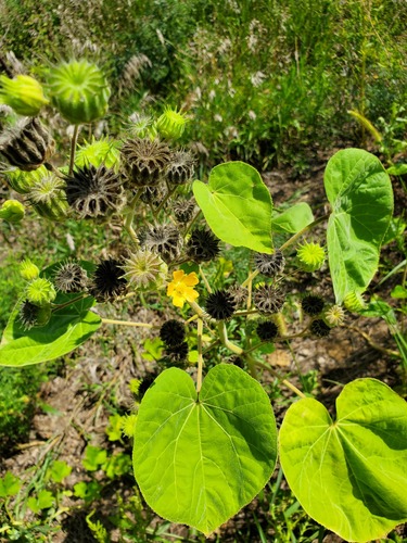 velvetleaf