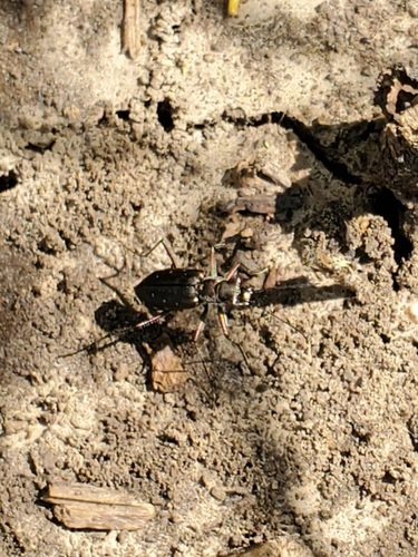 Punctured Tiger Beetle