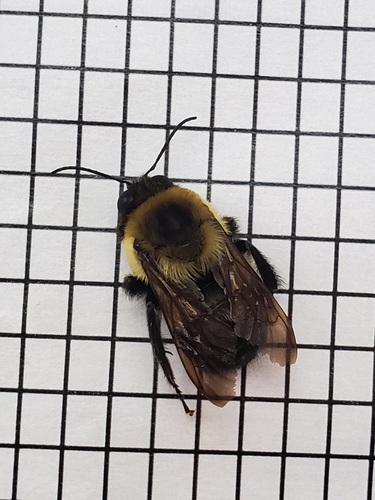 Brown-belted Bumble Bee