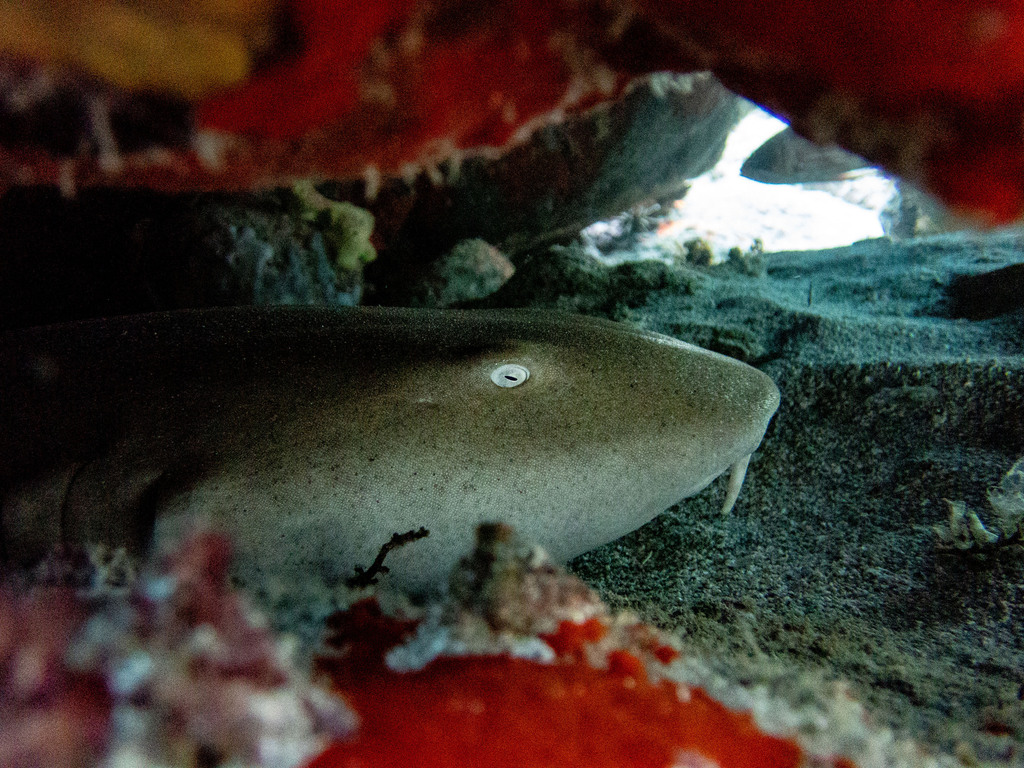 Nurse shark